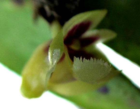 Dendrobium compressistylum