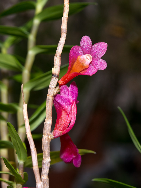 Dendrobium convexipes