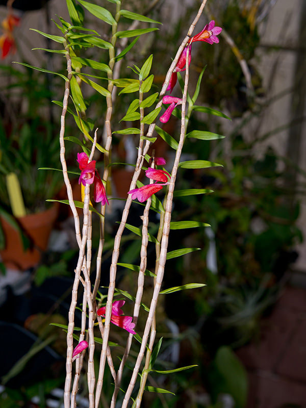 Dendrobium convexipes