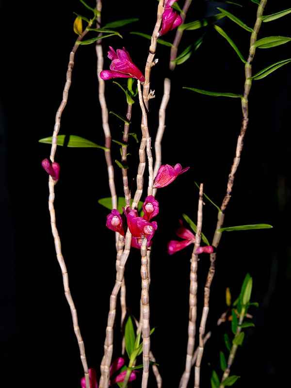 Dendrobium convexipes