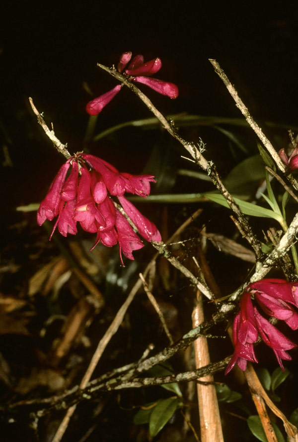 Dendrobium convexipes