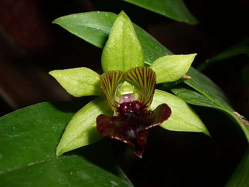 Dendrobium convolutum