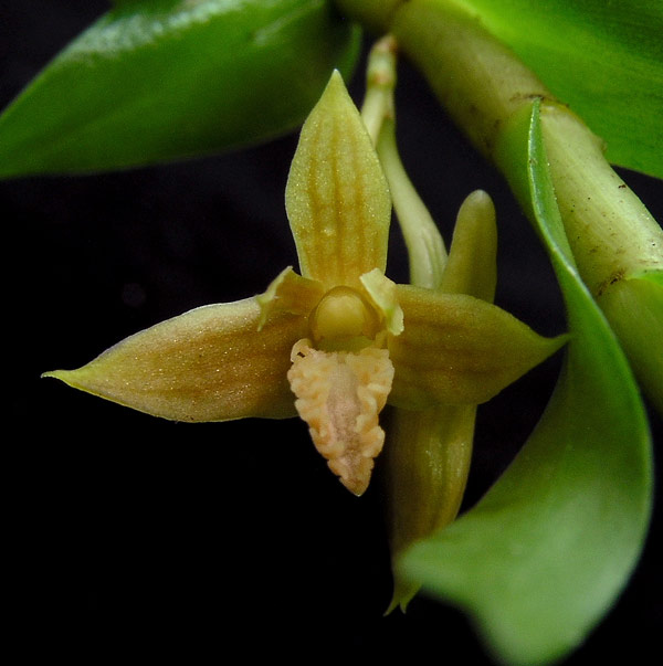 Dendrobium corrugatilobum