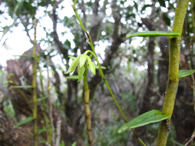 Dendrobium crassicaule