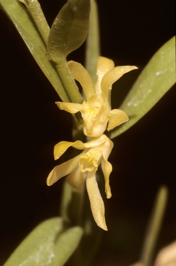 Dendrobium crassifolium