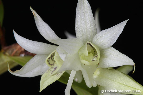 Dendrobium cuspidatum