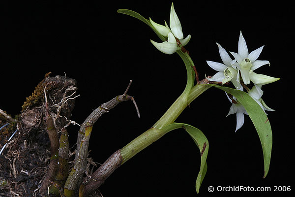 Dendrobium cuspidatum