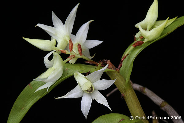 Dendrobium cuspidatum