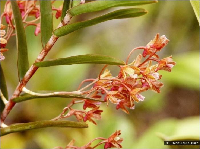 Dendrobium cymatoleguum