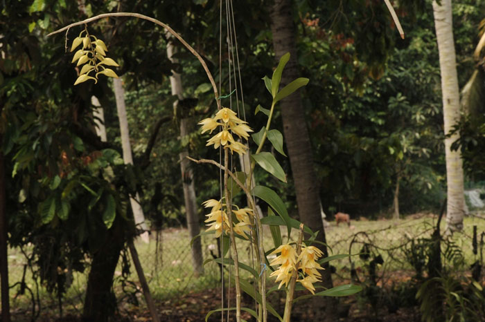 Dendrobium cymboglossum