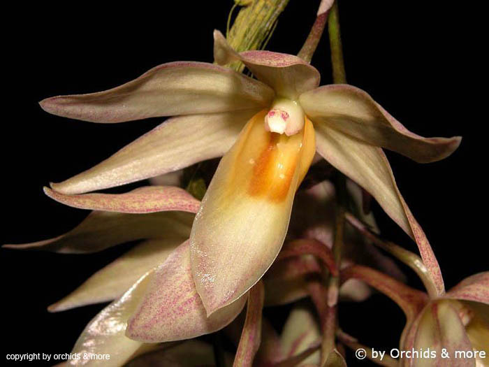 Dendrobium cymboglossum