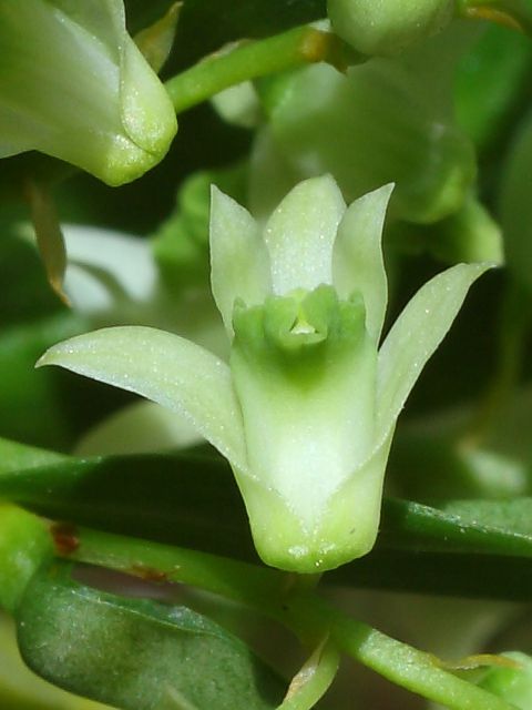 Dendrobium darjeelingensis