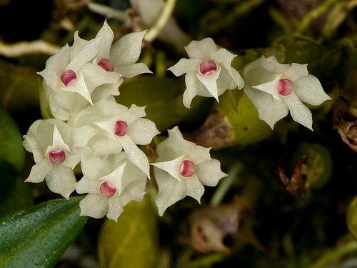 Dendrobium delicatulum