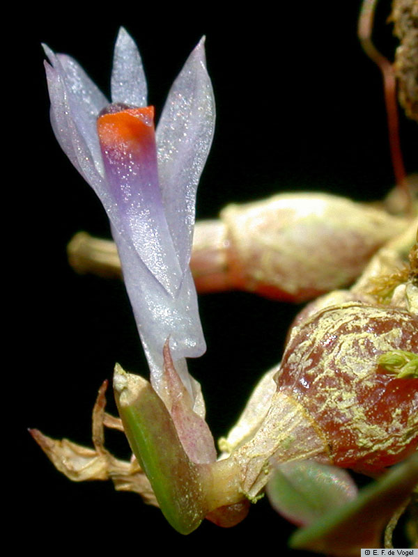 Dendrobium delicatulum