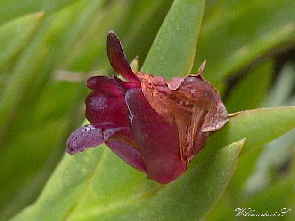 Dendrobium deliense