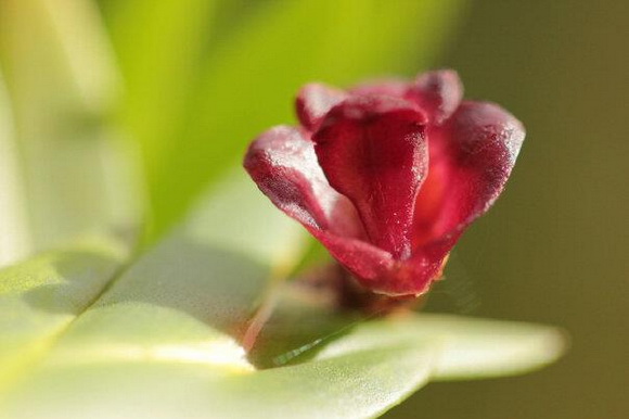 Dendrobium deliense