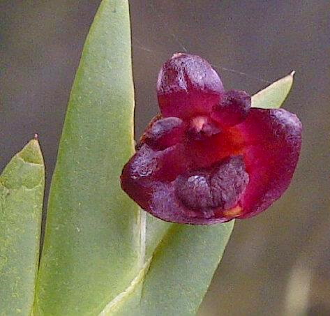 Dendrobium deliense