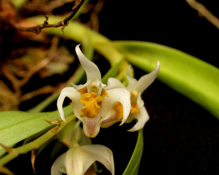 Hoàng thảo Hạc, Hạc lan - Dendrobium incurvum