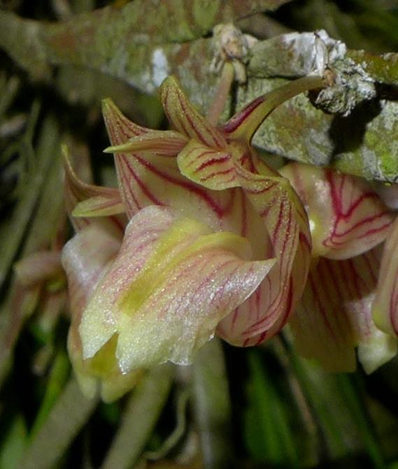 Dendrobium diaphanum