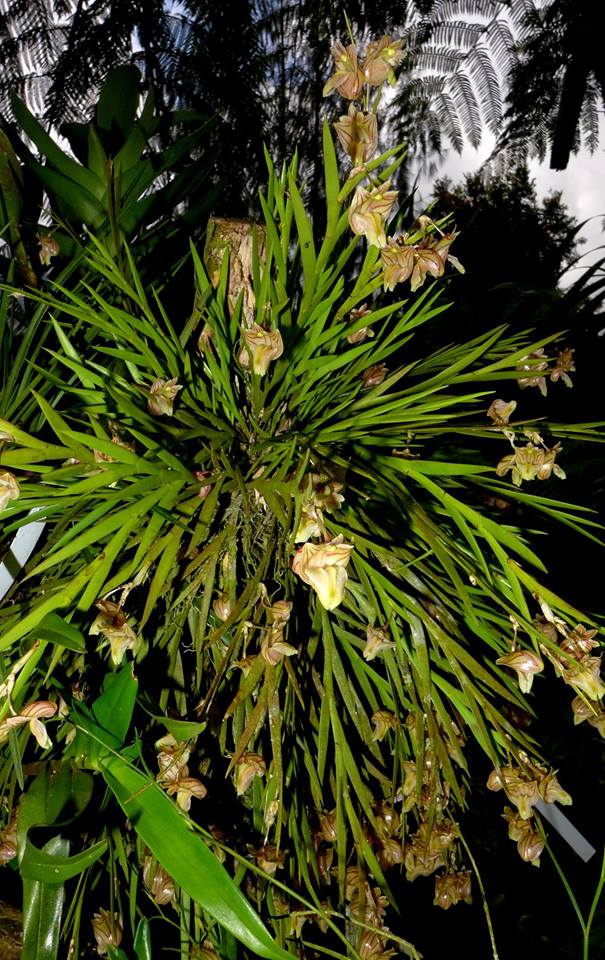 Dendrobium diaphanum