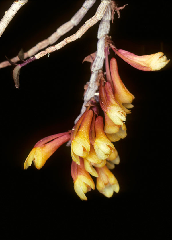 Dendrobium dichroma
