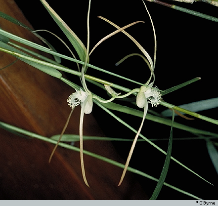 Dendrobium dionaeoides