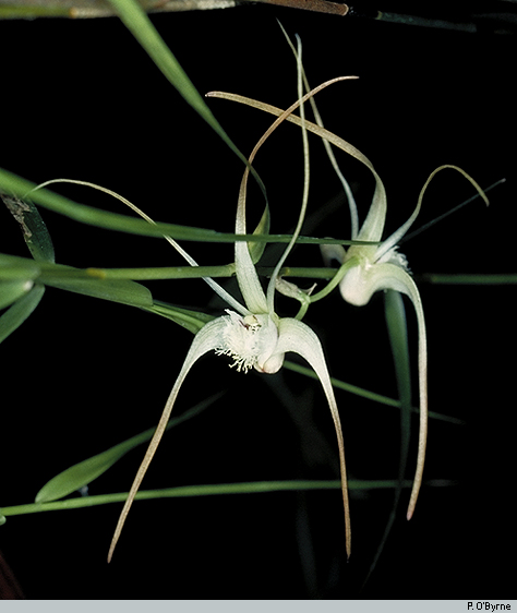 Dendrobium dionaeoides