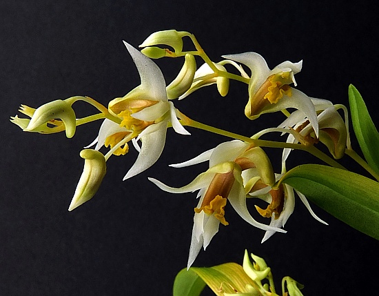 Dendrobium dixonianum