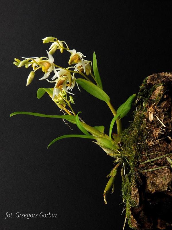 Dendrobium dixonianum