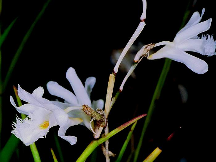 Dendrobium equitans