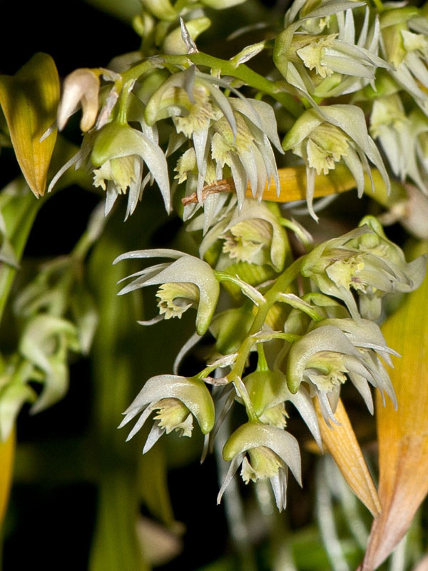 Dendrobium erostelle