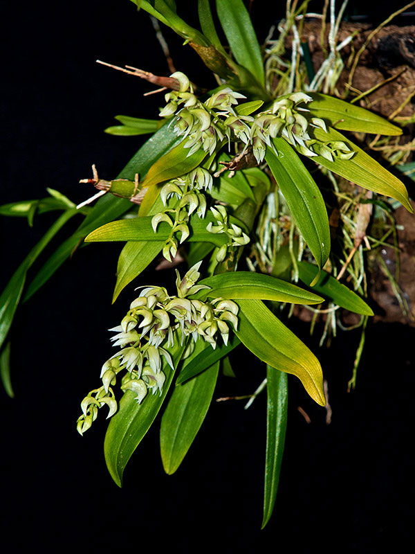 Dendrobium erostelle