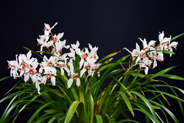 Bạc lan - Cymbidium erythroslylum