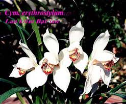 Cymbidium erythrostylum