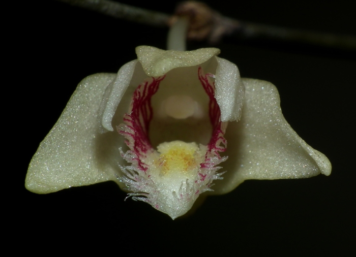 Dendrobium escritorii