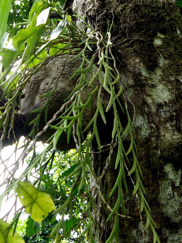 Dendrobium escritorii