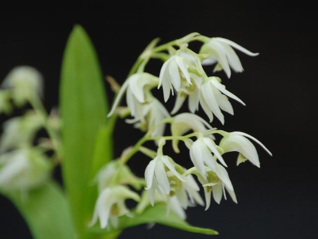 Dendrobium eserre