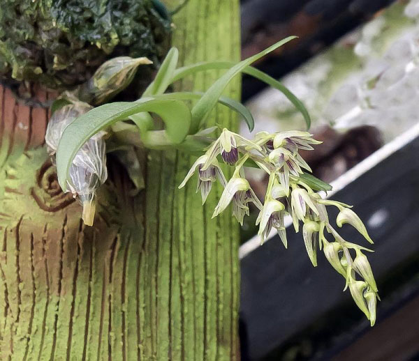 Dendrobium eserre