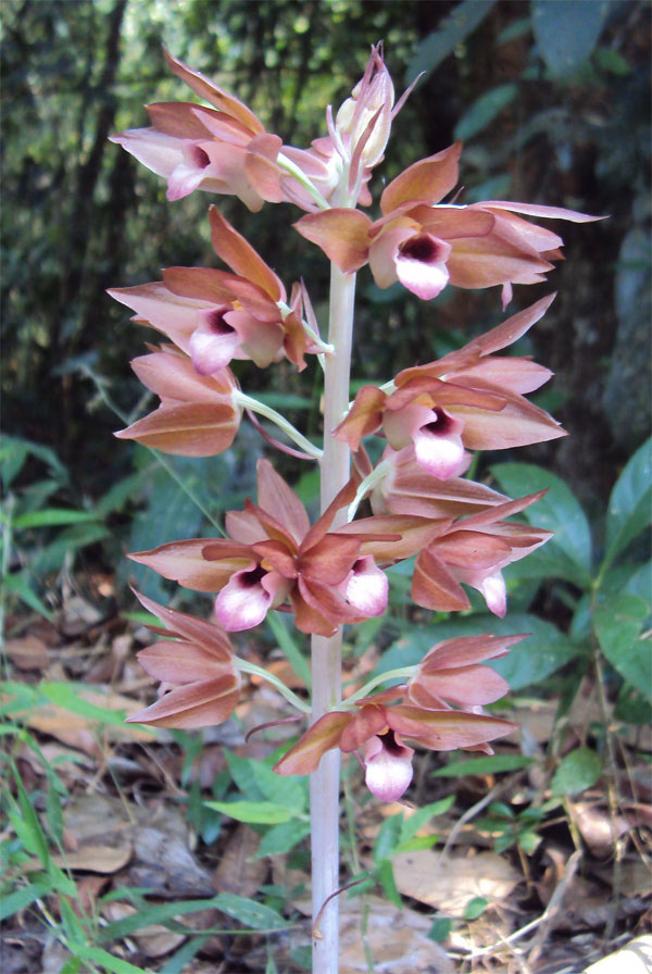 Eulophia zollingeri