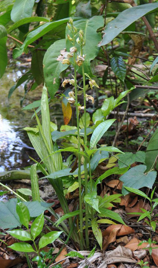 Eulophia spectabilis