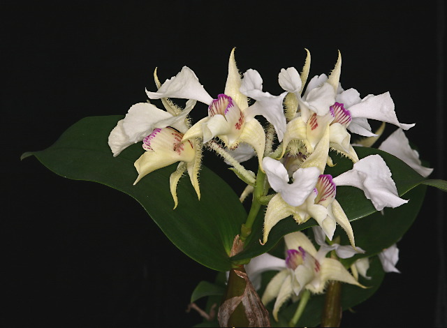 Dendrobium eximium