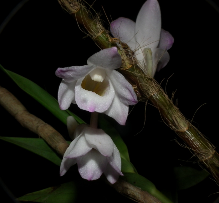 Dendrobium fairchildiae