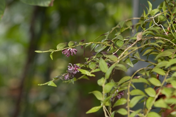 Dendrobium falcatum