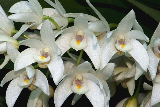 Dendrobium falcorostrum