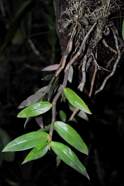 Dendrobium fimbrilabium