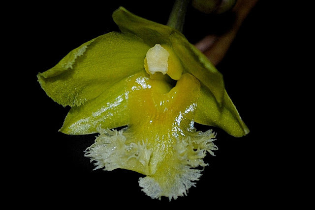 Dendrobium fimbrilabium