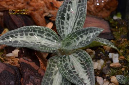 Goodyera biflora