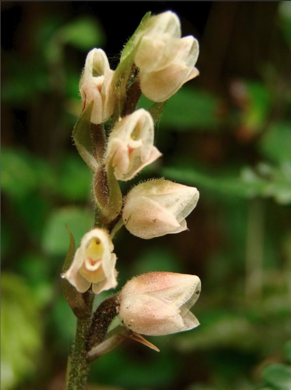 Goodyera foliosa