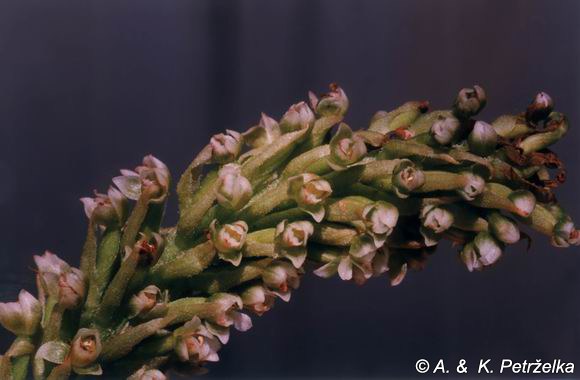 Goodyera fumata