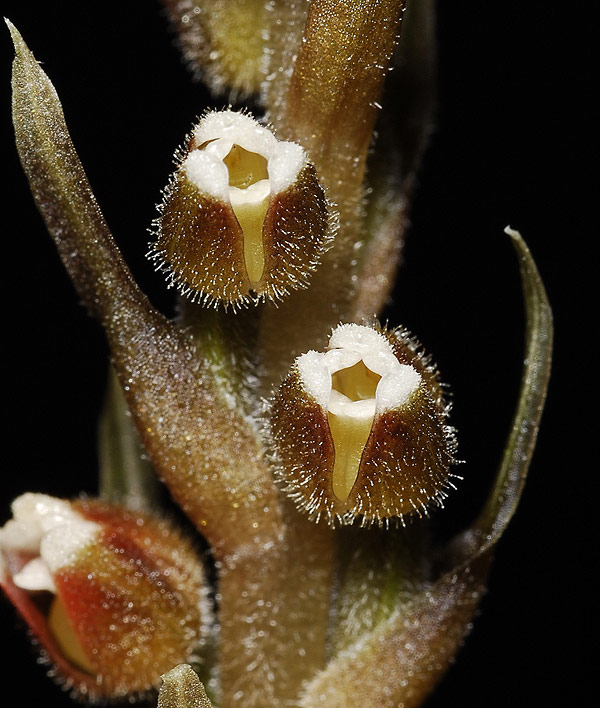 Goodyera hispida